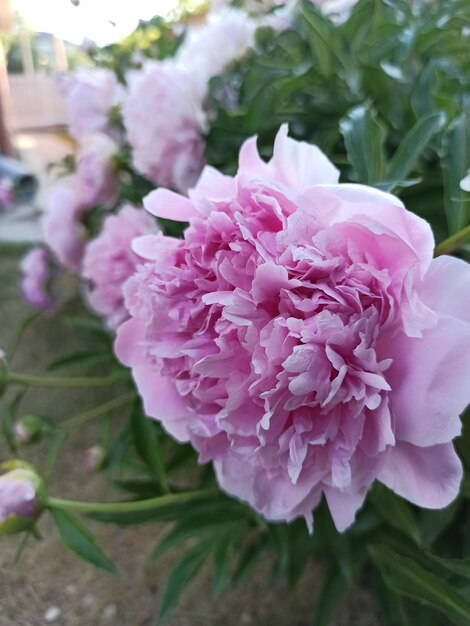 Primer plano de peonías rosas en un lecho de flores