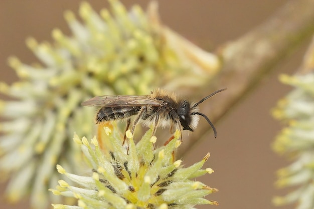 Primer plano de una pequeña abeja minera cetrina masculina, Andrena preacox, sentada en un sauce de cabra, Salix caprea, cabeza de flor