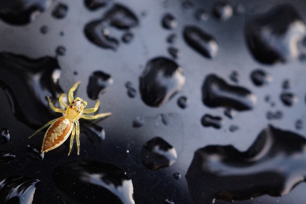 Primer plano de la pequeña araña marrón y amarilla en el coche cubierto con gotas de agua.