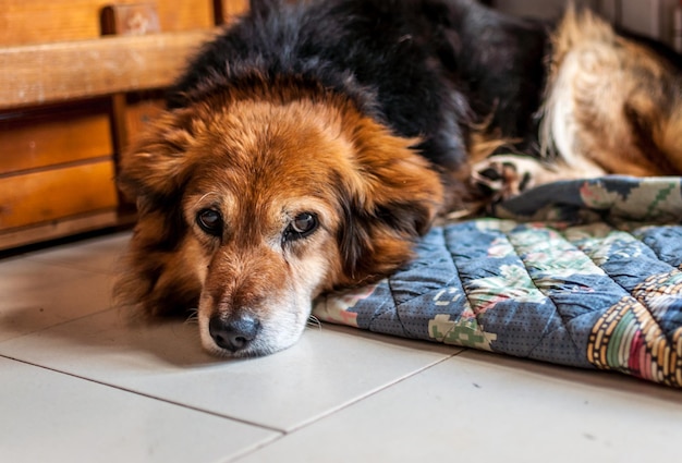 Primer plano de una pequeña cabeza de perro mestizo