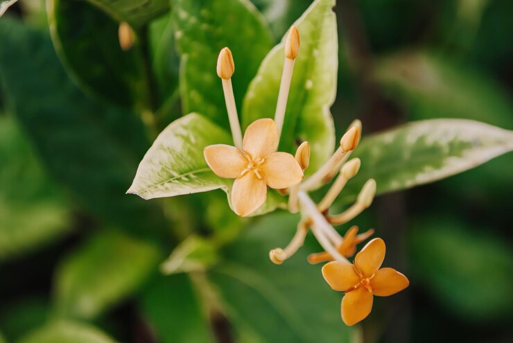 Un primer plano de una pequeña flor naranja con la palabra amor en ella