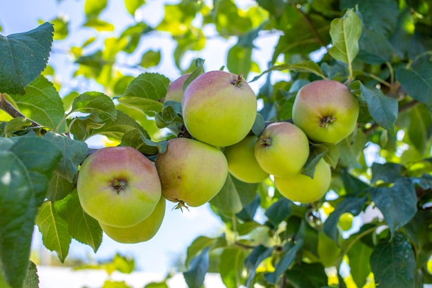 Primer plano de una pequeña manzana verde inmadura en las ramas del manzano en el huerto