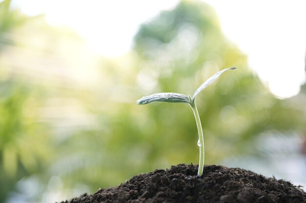 Primer plano de una pequeña planta en crecimiento