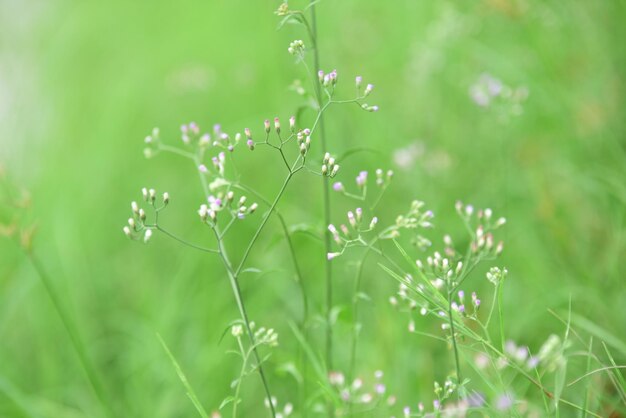 Primer plano de una pequeña planta con flores en el campo