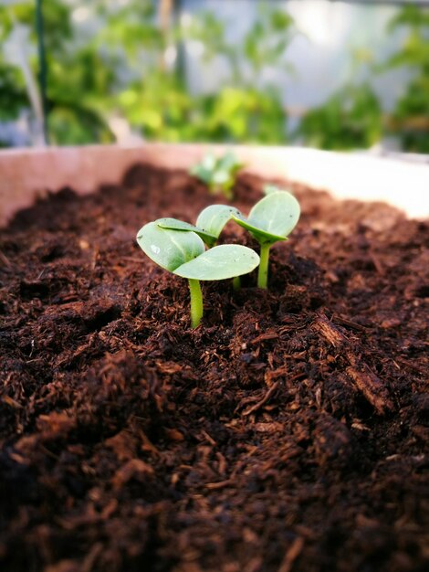 Foto primer plano de una pequeña planta que crece en el campo