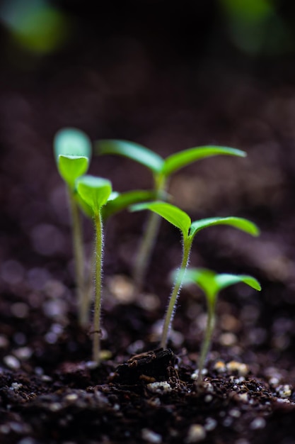 Foto primer plano de una pequeña planta que crece en el campo