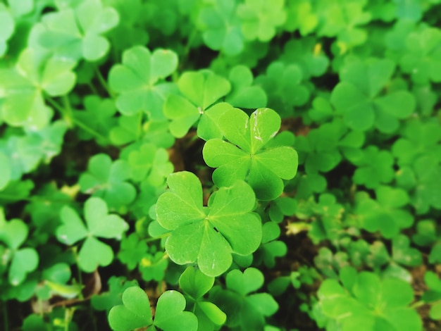 Foto primer plano de una pequeña planta que crece en el campo