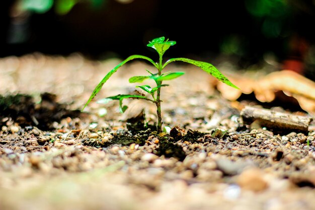 Primer plano de una pequeña planta que crece en tierra