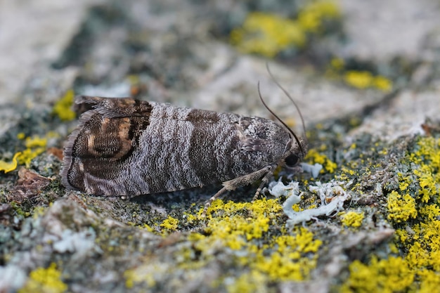 Un primer plano de la pequeña polilla Cydia pomonella en el Gard, Francia