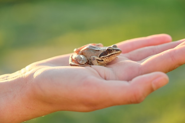 Primer plano de la pequeña rana verde sentada en la mano de la niña, hierba verde de la naturaleza