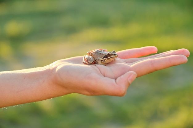 Primer plano de la pequeña rana verde sentado en la mano de niña
