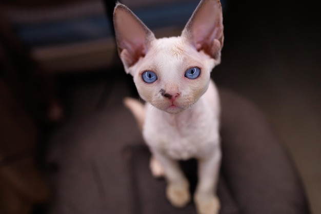 El primer plano de una pequeña raza de gato blanco Devon Rex se sienta en sillas y mira