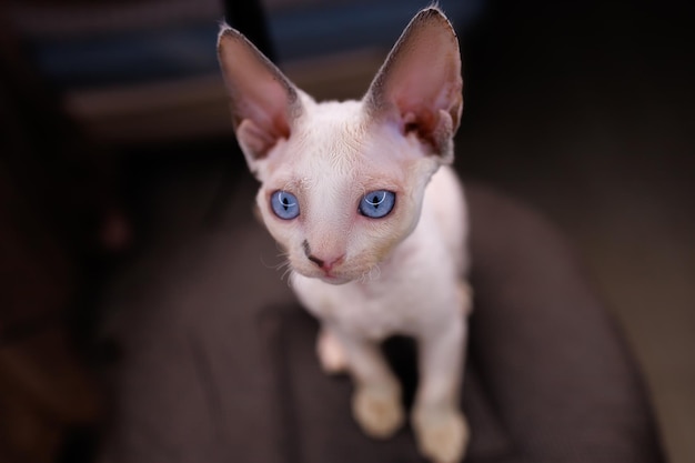 El primer plano de una pequeña raza de gato blanco Devon Rex se sienta en sillas y mira