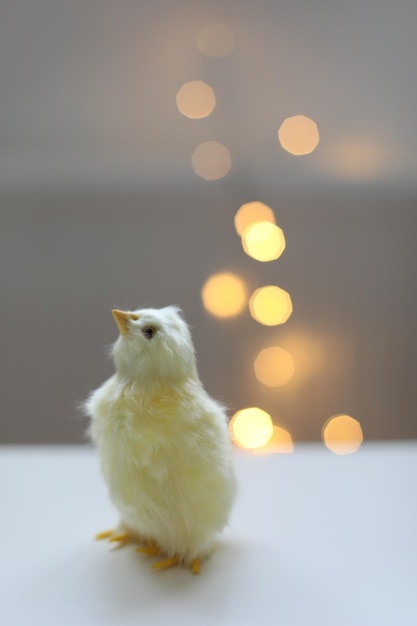 Primer plano de una pequeña tarjeta de Pascua de pollo amarillo con un espacio de copia Decoración de Pascua de primavera Plantilla para espacio de copia de diseño Fondo de pantalla o pancarta contra luces festivas borrosas