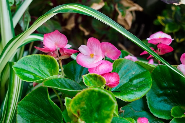 Primer plano de pequeñas flores de begonia rosa en el jardín en verano