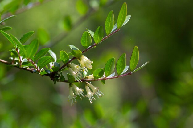 Primer plano de pequeñas flores blancas de madreselva en mayo Rama de madreselva Boxleaved Nombre latino Lonicera ligustrina var pileata Lonicera pileata