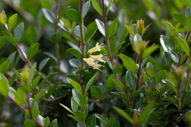 Primer plano de pequeñas flores blancas de madreselva en mayo Rama de madreselva Boxleaved Nombre latino Lonicera ligustrina var pileata Lonicera pileata