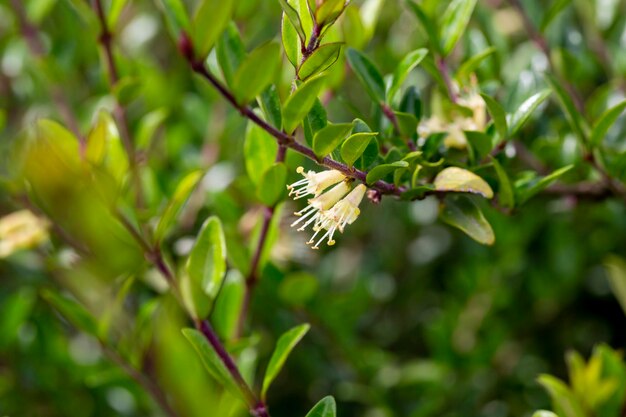 Primer plano de pequeñas flores blancas de madreselva en mayo Rama de madreselva Boxleaved Nombre latino Lonicera ligustrina var pileata Lonicera pileata