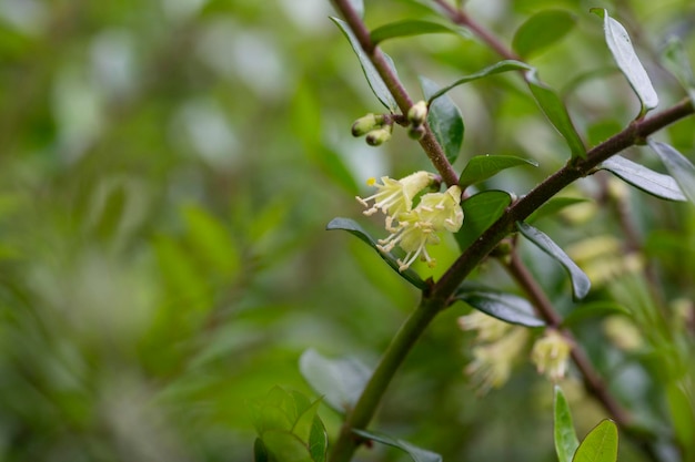 Primer plano de pequeñas flores blancas de madreselva en mayo Rama de madreselva Boxleaved Nombre latino Lonicera ligustrina var pileata Lonicera pileata