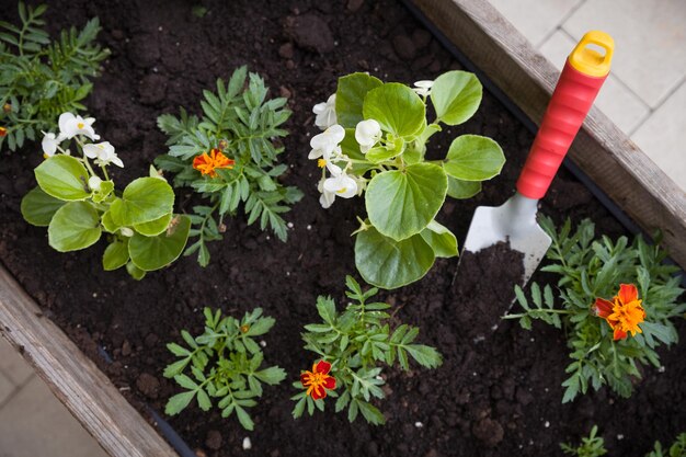 Primer plano de pequeñas flores y pala de jardín en una caja de madera en el jardín