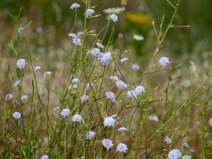 Foto primer plano de pequeñas plantas con flores en el campo