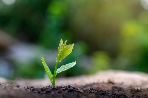 Primer plano de pequeñas plantas que crecen al aire libre