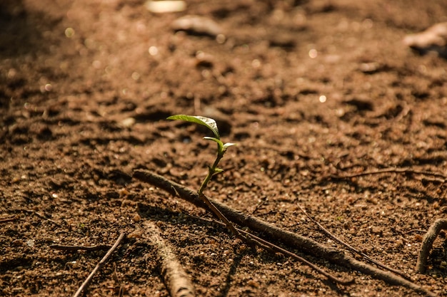 Foto primer plano pequeño árbol en el suelo