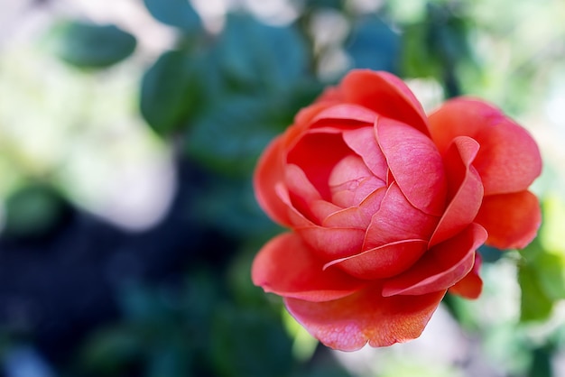 Primer plano pequeño brote de una rosa de coral de jardín sobre un fondo azul oscuro copiar pegar