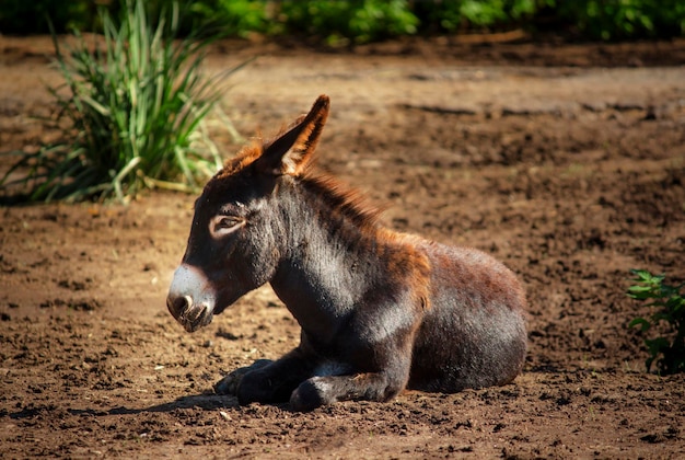 Primer plano de un pequeño burro en un lugar irreconocible de fondo natural