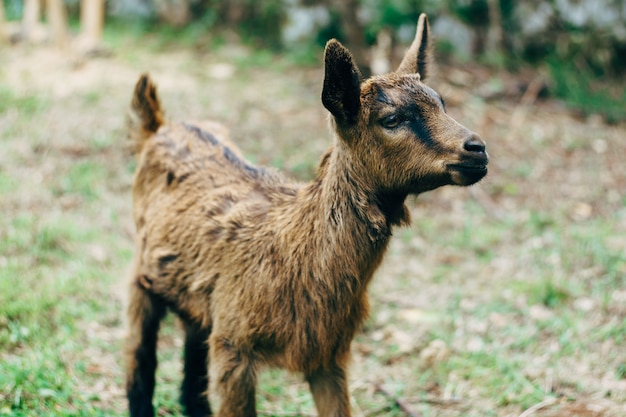 Primer plano de un pequeño cabrito marrón y negro