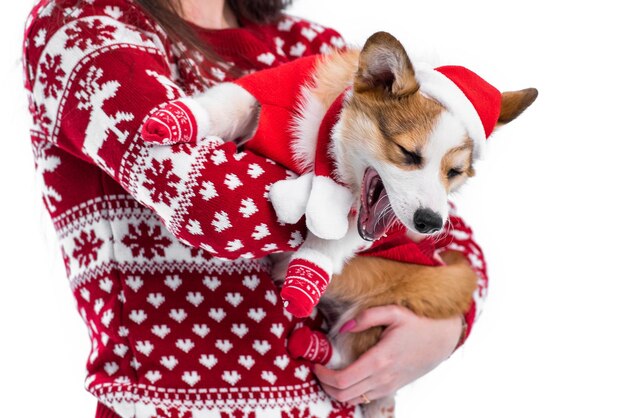 Primer plano de un pequeño cachorro de Pembroke Welsh Corgi con un suéter rojo de Navidad y un sombrero de Papá Noel en los brazos de la niña39 Se ríe con los ojos estrechos cachorro juguetón travieso