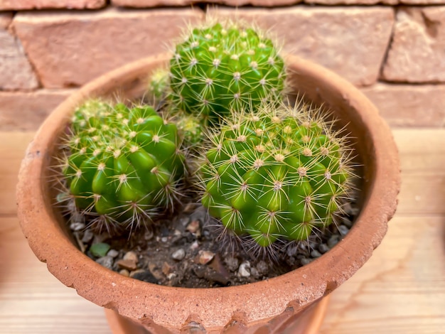 Primer plano de un pequeño cactus de interior en una maceta