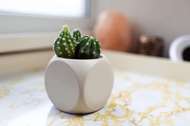 Primer plano de un pequeño cactus en una olla sobre una mesa de mármol