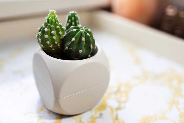 Primer plano de un pequeño cactus en una olla sobre una mesa de mármol