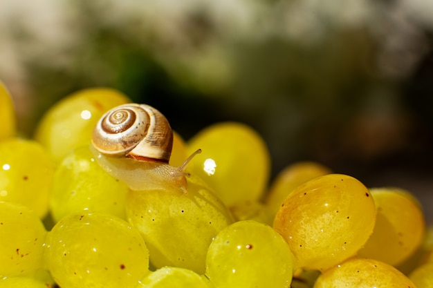 Primer plano de un pequeño caracol arrastrándose sobre uvas quiche mish