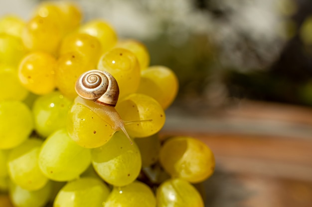 Primer plano de un pequeño caracol arrastrándose sobre uvas quiche mish