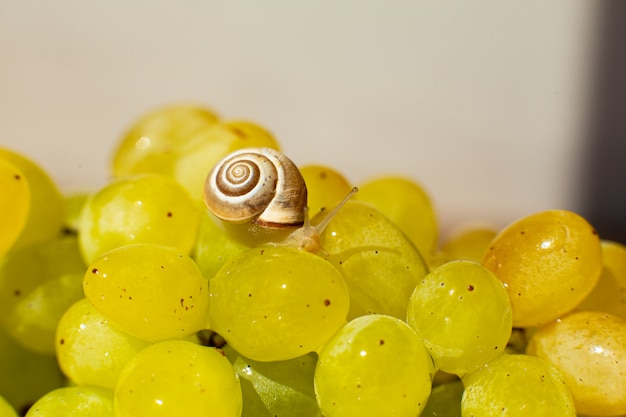 Primer plano de un pequeño caracol arrastrándose sobre uvas quiche mish