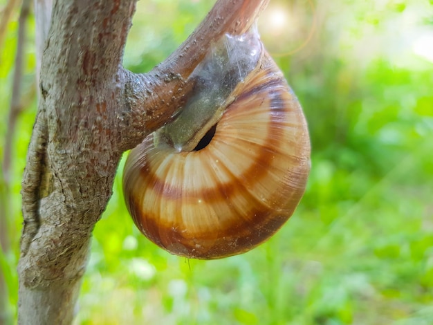 Primer plano de un pequeño caracol de jardín sentado en la rama de un árbol con el telón de fondo de la naturaleza en un día soleado de verano.