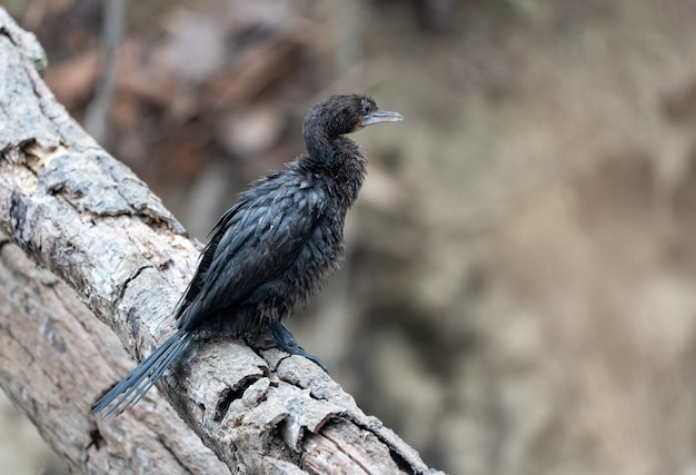 Primer plano de un pequeño cormorán posado en la rama de un árbol