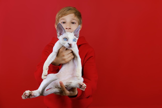 Primer plano de un pequeño gatito blanco con ojos azules que es sostenido por un niño sobre un fondo rojo.