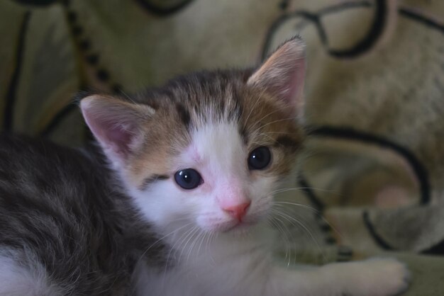 Primer plano de un pequeño gatito sentado sobre una manta. Gato doméstico de pelo liso Foto horizontal.