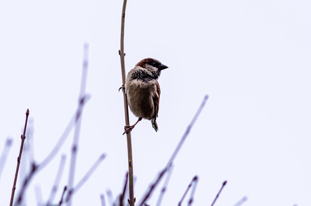 Primer plano de un pequeño gorrión en la rama de un árbol