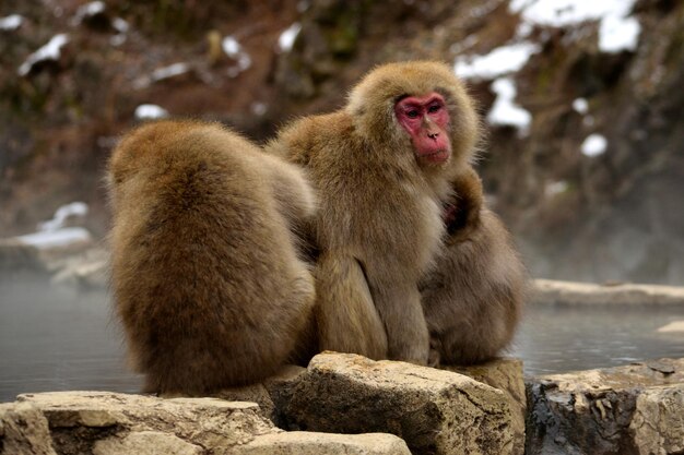 Primer plano de un pequeño grupo de macacos japoneses durante la temporada de invierno Jigokudani