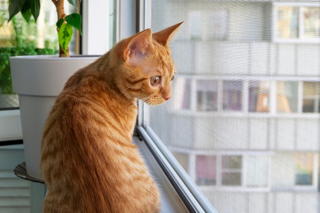 Primer plano de un pequeño y lindo gatito atigrado de jengibre sentado en el alféizar de la ventana y mirando a través del mosquitero Mascotas Enfoque selectivo