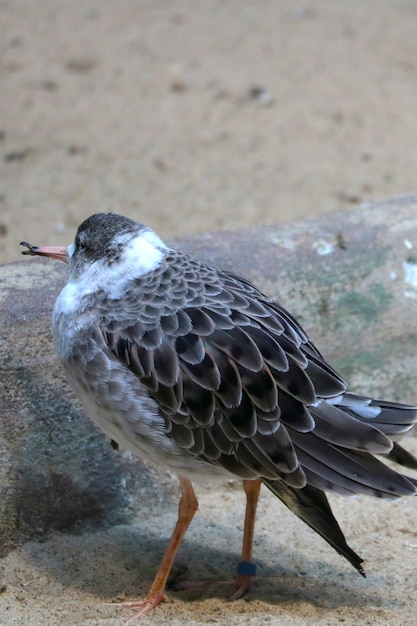 Primer plano de un pequeño pájaro hermoso en el parque