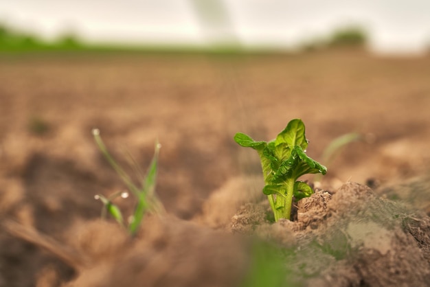 Primer plano de un pequeño retoño verde en el campo El retoño una plántula joven y vibrante representa una nueva vida y crecimiento La plántula está creciendo en el suelo El concepto de los procesos orgánicos de la naturaleza