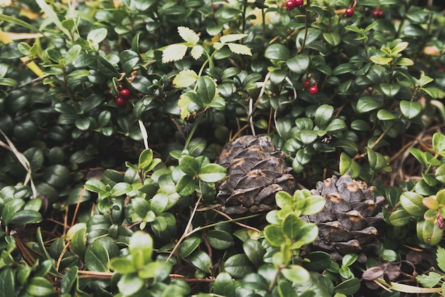 Primer plano de pequeños conos de cedro delicados y hermosos en el suelo cubierto de musgo entre hojas de arándano rojo y bayas Foto de madera salvaje escena rústica Enfoque selectivo fondo borroso fotografía de archivo