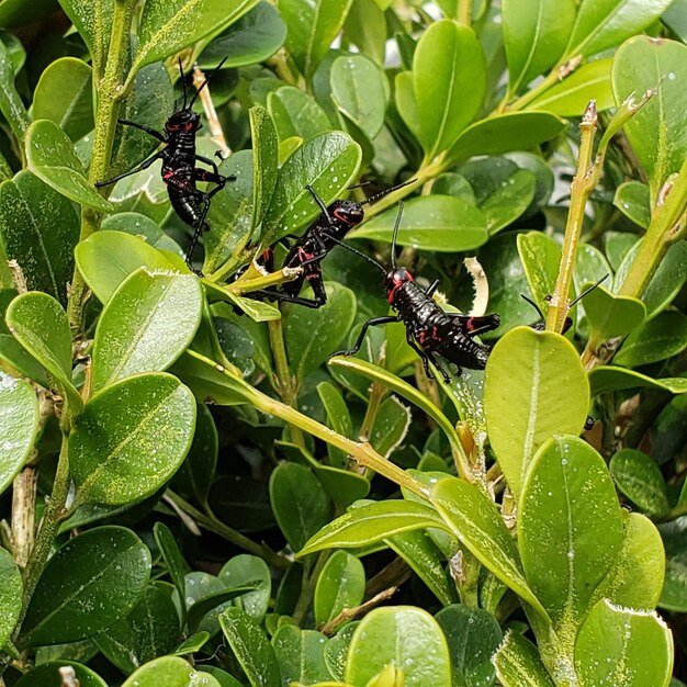 Primer plano de pequeños saltamontes negros en la planta. Ninfas de Chromacris speciosa. Insectos, ortópteros