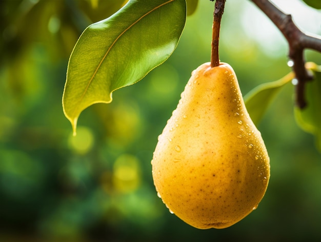 Foto un primer plano de una pera colgada en un árbol de pera