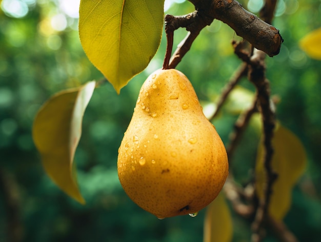 Foto un primer plano de una pera colgada en un árbol de pera